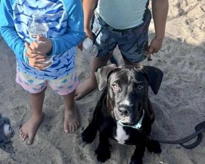 Young. Black - with white. Microchipped. Boo is a 6-month-old hunk of love Lab mix puppy that is absolutely precious! Boo weighs approximately 36 pounds of love & sweetness, and he is adorable with his webbed paws. Boo loves everyone he meets, and he s incredibly sweet with children. He s currently in a foster home with four young children and is thriving. He s a playful and affectionate puppy ...