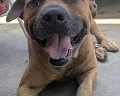 Pistachio - Mixed Breed (Medium) Male Dog for Adoption