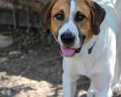 Woody - Anatolian Shepherd/Great Pyrenees Mix Male Dog for Adoption