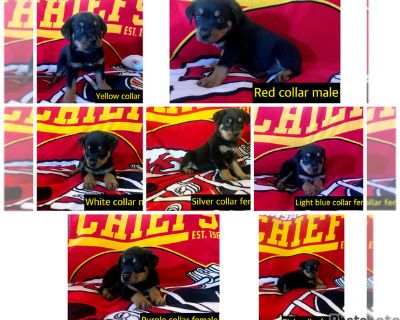 Not named - Rottweiler Male Puppy for Sale