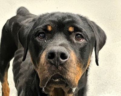 Blush - Rottweiler Female for Adoption