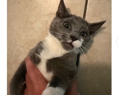 Lassy - Domestic Short Hair Mix Female Cat for Adoption