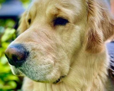 Litter of four girls and one boy, purebred, light coats, born August 27, 2023. Parents on site. Pups will receive first shots (in a series of three health records; and lineage charts. Appointments begin in the fourth week; a $500 deposit is due at the time of your selection; the balance is due at pickup which begins at the sixth-week mark, October 11, 2023.
Call 734/838-8563: in Livonia. Email ...