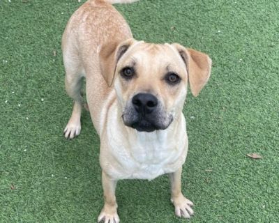 Cricket - Labrador Retriever Mix Female Dog for Adoption