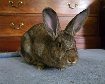 Leather (South Surrey) - Bunny Rabbit Mix Male for Adoption