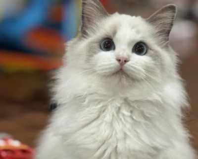 Show potential. Not registered. FVRCP and Rabies vaccines. A very sweet and soft temper Ragdoll kitten. Well socialized and love to play with people.