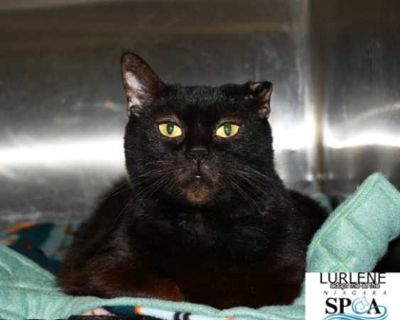 Lurlene - Domestic Shorthair Female Cat for Adoption