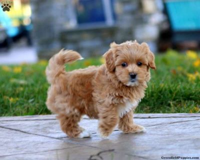 Kurt - 7 Weeks Male Maltipoo Puppy for Sale