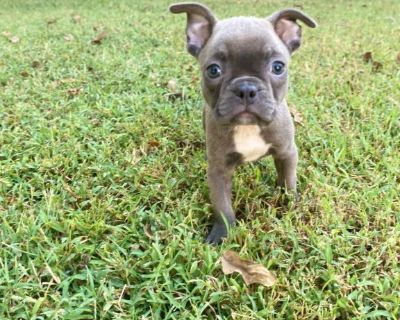Grayson, adorable frenchton female puppy