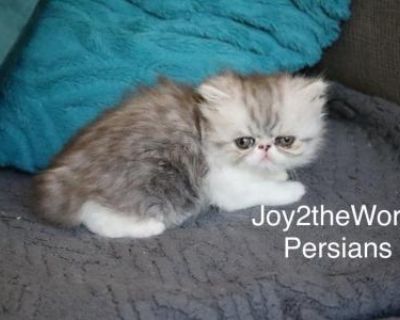 Silver Tabby And White - Persian Male Kitten For Sale