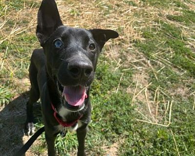 Nova - Border Collie Male Dog for Adoption