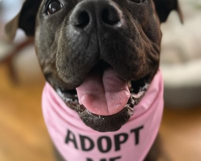 Are you my forever family? Some dogs stick with you and Rosie is one of them. Rosie is the three most important L's: love, loyalty, and lapdog energy. Rosie has the perfect blend of sweetness, silliness, smarts, and snuggles, with just enough sass to keep you laughing. Rosie is about 1 year old and full of life, love, and a little bit of goofball magic. She s doing great on her leash, is wonder...