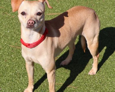 Kash is an adorable 2-year-old, 19-lb cutie who came to us with her sister Moolah. She's a tiny little girl with a big heart, and she's good with other dogs of all sizes. Though the shelter environment can be scary for her, Kash is still gentle, friendly, and willing to trust. Her former owner described both girls as happy, loving, and cuddly dogs who are great with other dogs, kids, and all pe...