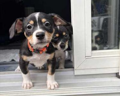 Nugget - Chihuahua/Dachshund Mix Male Puppy for Adoption