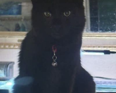 Domestic Long Hair | Male. Good with kids Good with dogs Good with cats. Breed Domestic Longhair Color Age Kitten Sex Male Pet ID 22280 Hair Length