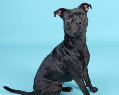 Lily 5460 D - American Staffordshire Terrier/Labrador Retriever Mix Female Dog for Adoption