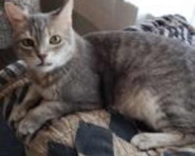 Hans Solo - Domestic Shorthair Male Cat for Adoption