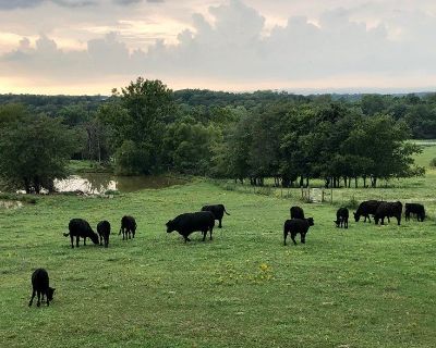 Grass fed grain finished beef for sale