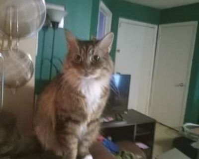 Miss Kitty - Domestic Longhair Female Cat for Adoption