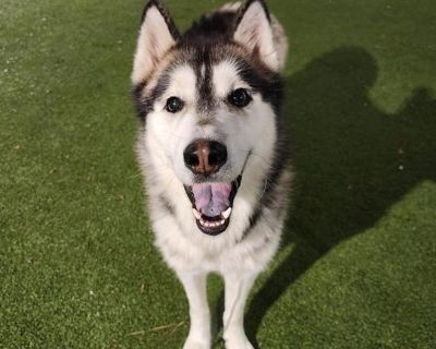 Characteristics Dog Selective, Good Walker, Medium Energy, Playful, Neutered Male Health Vaccinations up to date, spayed / neutered.. Adult Male Medium Black , White / Cream