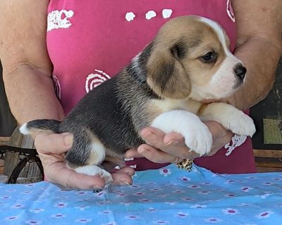 5 Male and 1 Female Beagle Puppies for Sale