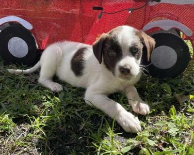 Child. White - with brown or chocolate. You can fill out an adoption application online on our official website. var kw= document.getElementsByName('keywords')[0]; var valueArray = split(commaSeparatedValueList,','); animalName = valueArray[0]; alert(animalName); var AnimalImages = document.getElementsByTagName('img'); for(var i=0; i