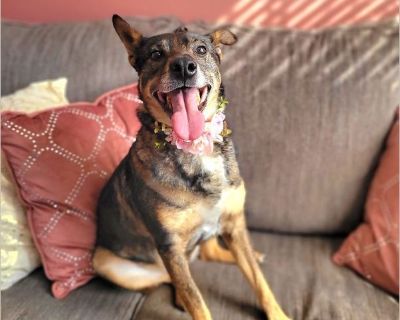 Skeeter - Australian Cattle Dog / Australian Kelpie Female Puppy