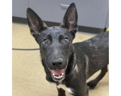 Tank - Belgian Malinois Male Puppy for Adoption