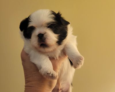 2 Male Shih Tzu Puppies for Sale