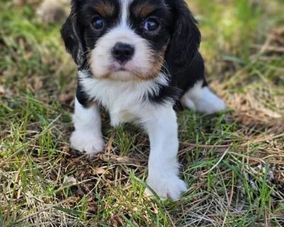 Rari - Female Cavalier King Charles Spaniel Puppy for Sale
