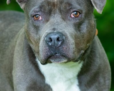 Luce - Pit Bull Terrier Male Dog for Adoption