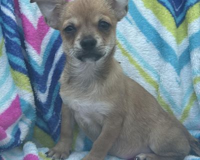 Meet Tom, a 3 month old, brave and curious little soul who is ready to take on the world with a playful spirit! This affectionate and gentle pup is an absolute bundle of joy, with a funny and silly personality that will keep you entertained all day. Tom is an intelligent and athletic little guy, always up for an adventure yet happy to curl up on the couch for a cuddle. He is a loyal friend and ...