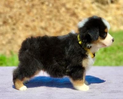 5 Male and 2 Female Miniature American Shepherd Puppies for Sale