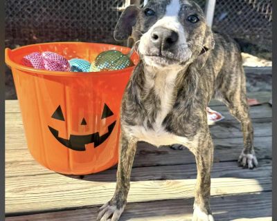 Meet Doughnut Doughnut is a 6-month-old male Whippet mix who will stay under 30 pounds full grown. Small, sweet, and light on his feet, he is the perfect little shadow dog. He is crate trained, almost fully potty trained, and settling into routine like a star student. But his true talent is cuddling. Doughnut is a certified snuggle bug who loves to curl up in your lap, tuck in beside you, and s...