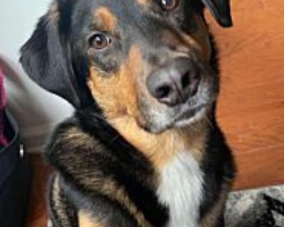 Kodda - Australian Shepherd/Hound (Unknown Type) Mix Male Dog for Adoption