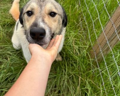 ADOPT - Anatolian Shepherd/Great Pyrenees Male