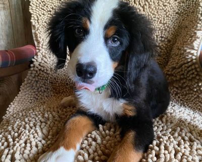 5 Male and 6 Female Bernese Mountain Dog Puppies for Sale