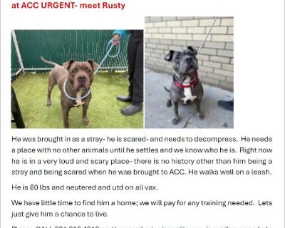 WE ONLY HAVE 24 HOURS TO SAVE RUSTY - THIS IS OUR HAIL MARY PASS HE IS SCARED - BROUGHT IN AS A STRAY WE WILL PAY FOR HIS TRAINING NEUTERED AND UTD ON ALL VACCINES