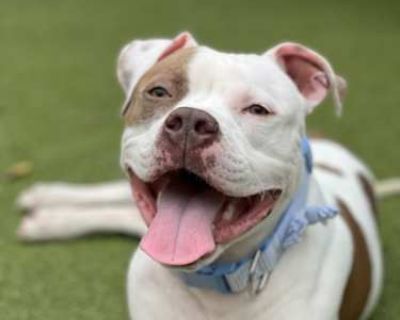 Cody - American Pit Bull Terrier Male Dog for Adoption