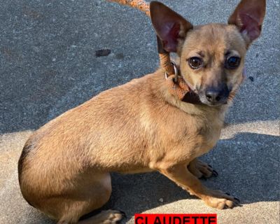 Claudette 12094 - Chihuahua/Mix - Adult Female