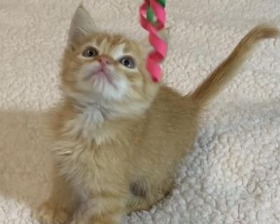 Maize - Domestic Medium Hair & Tabby Mix Male Cat for Adoption