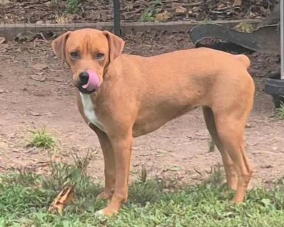 Young. Red/golden/orange/chestnut - with white. Vaccinated. Terrier mix Rose was born late March/early April of 2024. Her foster mother shares that she sleeps in her crate dry all night. She loves cuddles. Please send your phone number if you would like to hear more information about Rose. August 4, 2025, 9:46 am Adoption process When you request our NONBINDING application, you'll be interviewe...