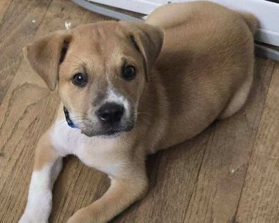 Smudge - Labrador Retriever & Shepherd Mix Male Puppy for Adoption