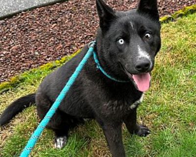 Phoenix - Border Collie/Husky Mix Male Dog for Adoption