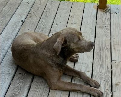 Butters is a fantastic kind full blood lab. He needs one on one attention. He loves the outdoors, but he also loves indoors. He's great with animals. Children adults, everyone He really has a good dog. His energy is not too high. He would be perfect for a family or even a single person.