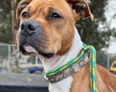Vision Clarence - American Pit Bull Terrier/American Staffordshire Terrier Mix Male Dog for Adoption
