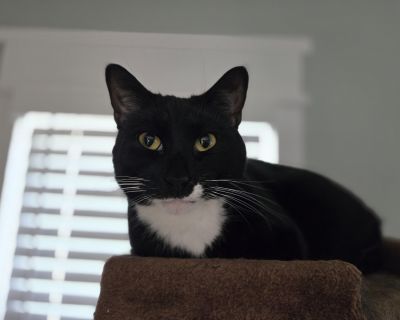Figaro - Domestic Short Hair Male Cat for Adoption