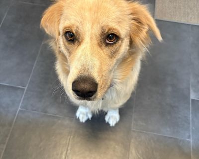 My name is Bella Donna! I am a 70 lb Great Pyrenees mix. We venture to guess a part of me is Golden. I certainly have the look! I am a pure sweetheart. I am friendly, I am engaged, I am affectionate. I love my toys and I love the comforts of my dog bed (and couches if allowed). I am fond of being outside and hanging out in my fenced in yard, laying in the sun and pursuing the perimeter. I also ...