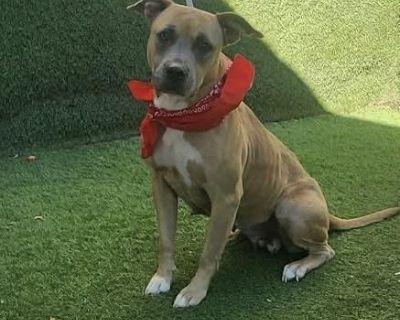 Charlene - American Staffordshire Terrier Mix Female Dog for Adoption