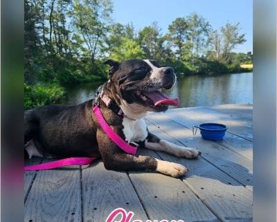 Clover - Female Adult Pit Bull mix for Adoption